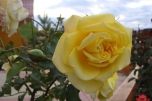 mostovaya-end-roses2