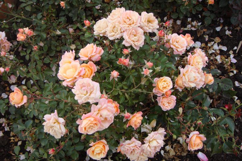 mostovaya-end-roses