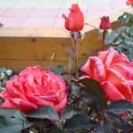 mostovaya-end-roses3